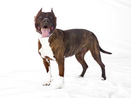 chien qui s'appelle putt bull